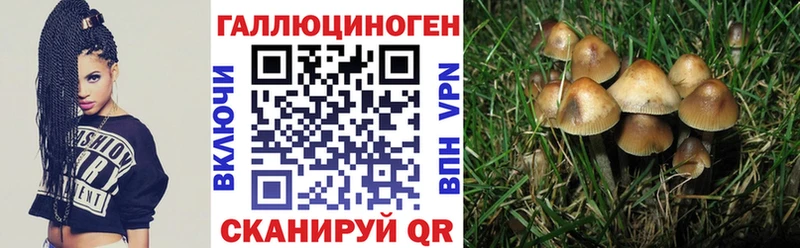 наркотики  Энгельс  Псилоцибиновые грибы Psilocybe 